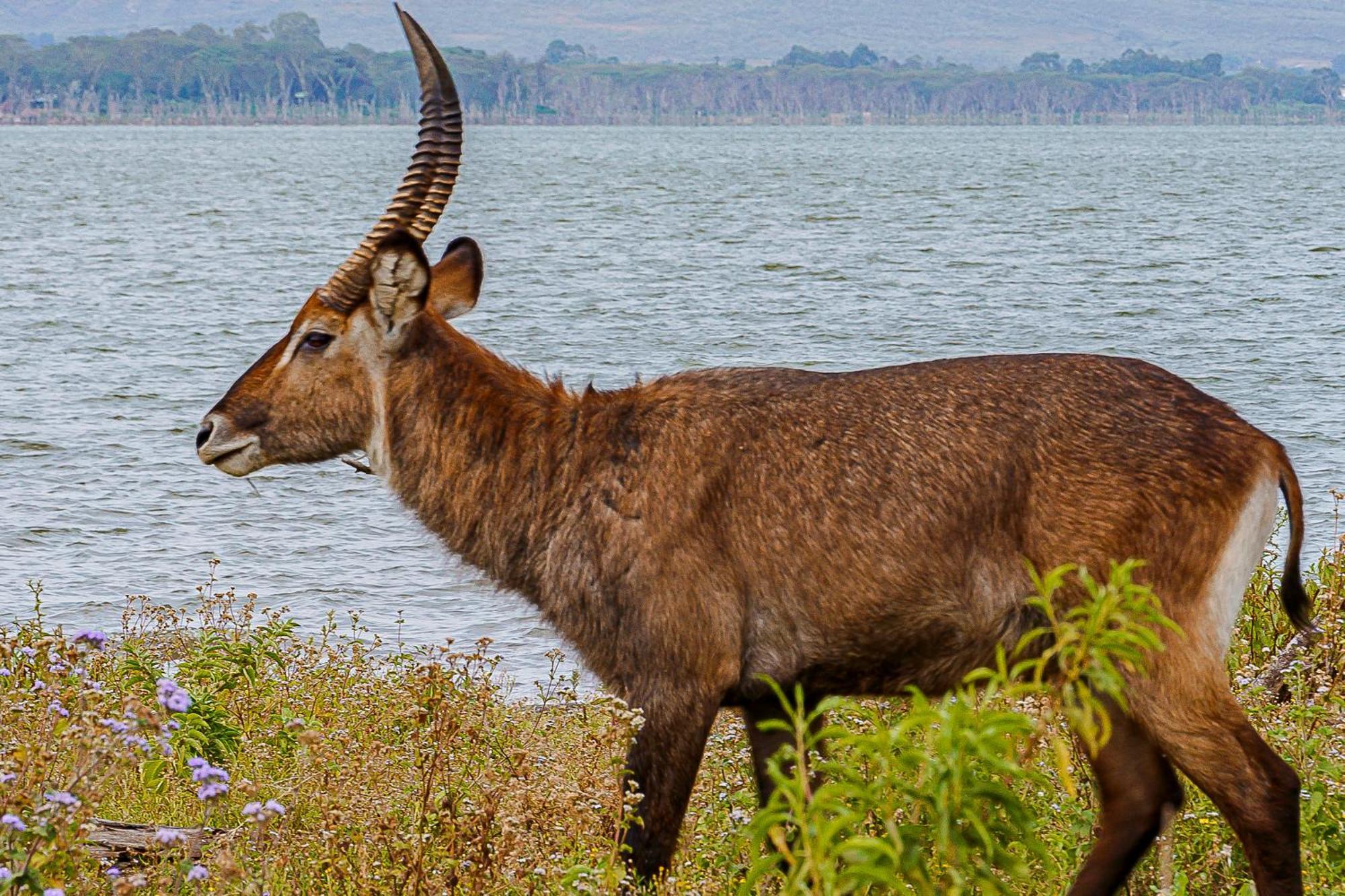 Muthu Lake Naivasha Country Club, Naivasha Karagite Экстерьер фото